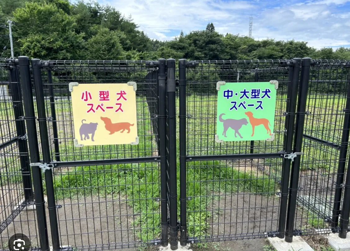 ワンワンガーデン堺 - ボールで遊ぶパピヨン