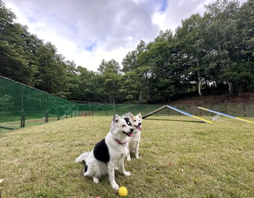 ワンワンガーデン堺 - 複数の犬が遊ぶ様子